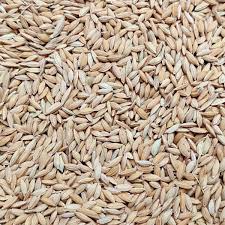 পোলাওয়ের চালের বীজ ধান 10kg