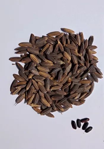 প্রিমিয়াম ব্ল্যাক রাইস বীজ ধান (অর্গানিক সুপার)