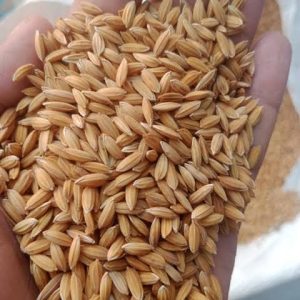 চিনিগুড়া ২ কেজি